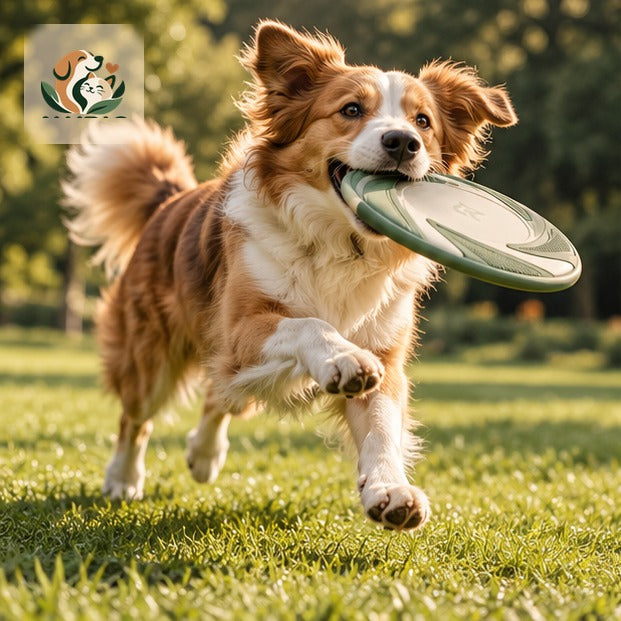 PAWRIQA Flexi Fly Disc photo 3